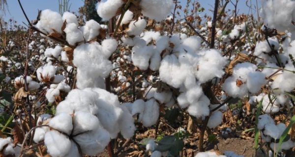 Beyaz altında buruk hasat