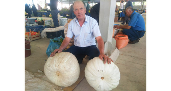 Dev bal kabaklarını satmakta zorlanıyor