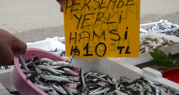 Denizden hamsi fışkırdı, fiyatlar 10 liraya düştü