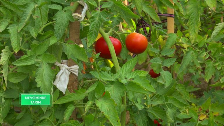 Mevsiminde Tarım - Üsküdar Kuleli | 28.09.2019