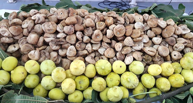 Çin’e 3,7 milyon dolar kuru incir ihracatı yapıldı