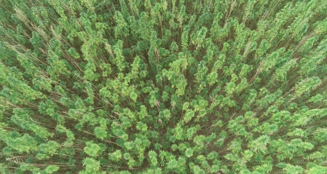 Kenevir tohumu üretimi 2023’te 150 tona çıkacak