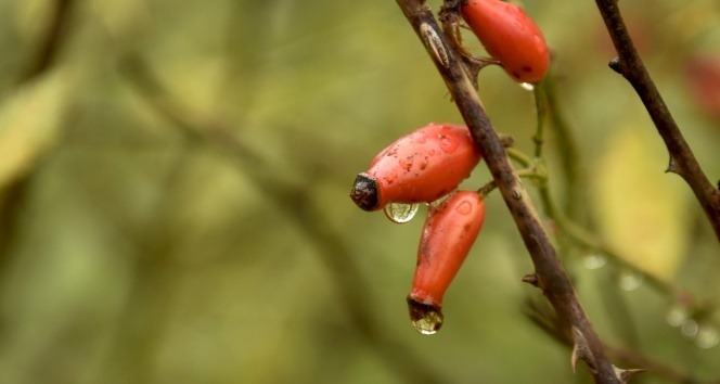 Dağlardan gelen şifa kaynağı: Kuşburnu