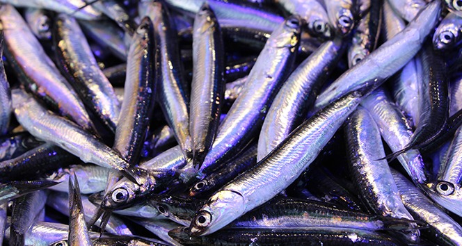 Hamsi fiyatlarındaki oynaklık Borsa İstanbul'u aratmıyor