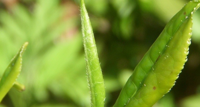 İmparatorların çayında rekolte düşüşü sürüyor