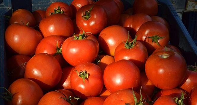 Tonlarca domates kabzımalların elinde kaldı