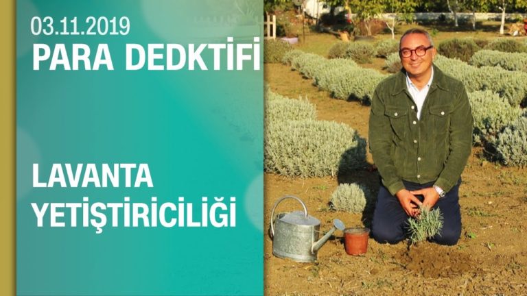 Büyükçekmece'deki lavanta üreticilerin hikayesi - Para Dedektifi 03.11.2019 Pazar