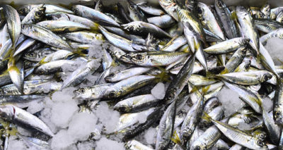 Başkentlilerin gözdesi hamsi