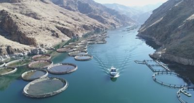 Elazığ'da üretiliyor! Rusya, Çin, Japonya, Almanya, Hollanda ve İngiltere'ye ihraç ediliyor