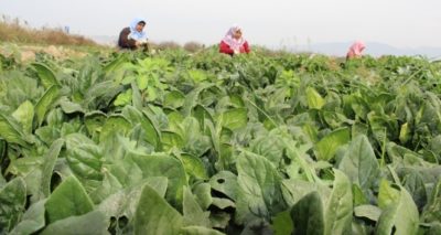 Fiyatlar dip yapınca ıspanak üreticisi perişan oldu