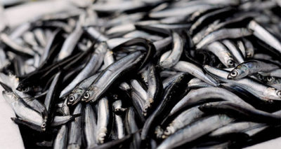 Giresunlu balıkçılardan 'Av yasağı Eylül’de değil Ekim’de kalksın' önerisi