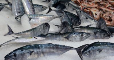 Hamsi bolluğu var, palamut ise 25 TL