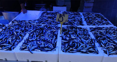 Hamsi fiyatıyla yüzleri güldürmeye devam ediyor