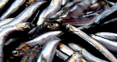 Karadeniz’de hamsi yüzleri güldürüyor