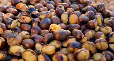 Kestane kırmızı eti solladı