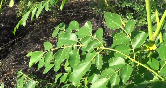 Moringa bitkisi ekonomiye 500 bin TL katkı sağladı