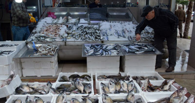 Sinop’ta balık tezgahları şenlendi