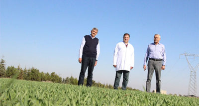 Ahmet Buğdayı Anadolu topraklarında yeniden hayat bulacak