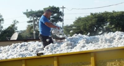 ’Beyaz altın’da bereketli hasat