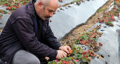 Bu köyde çilek geçim kaynağı oldu