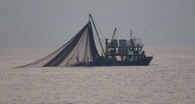 Bu sezon bol ancak istenilen irilikte olmayan hamsi için "1 yıl avlanmasın" önerisi