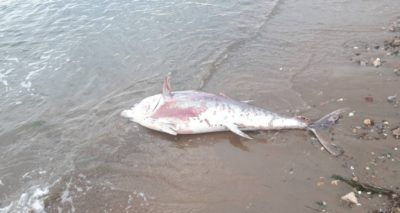 Dev orkinos balığı kıyıya vurdu