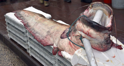 Dev yayın balığı görenleri şaşırttı