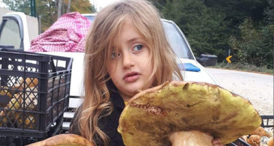 Her biri 2 kilo geliyor...Bursa'da toplanan mantarın tanesi 50 liradan satılıyor