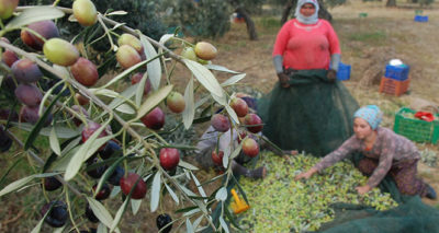 İlaçlama yok, kalite var