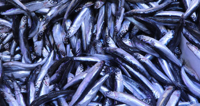 Karadeniz hamsisi 7 lira