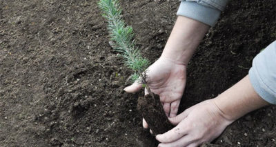 Ormanlar Büyüyor sosyal sorumluluk projesi ile 7 bin 300 çam fidanı dikildi