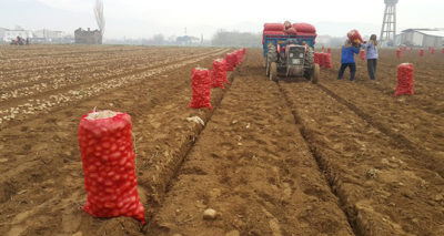 Patates üreticisi fiyattan memnun değil