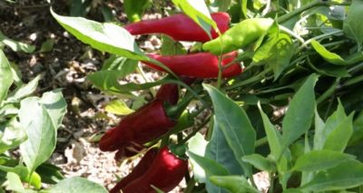 Somali'de Maraş biberi üretiliyor