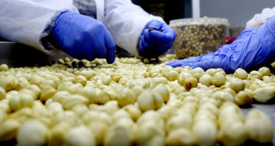 Trabzon’dan yapılan fındık ihracatında rekor artış