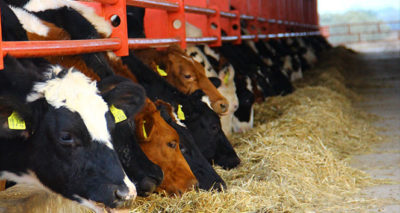 Yüzde 40 hibeli düve alım desteği başvuruları başladı