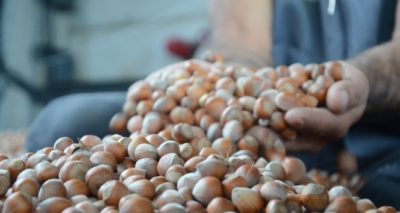 Kabuklu fındık 20 lira oldu