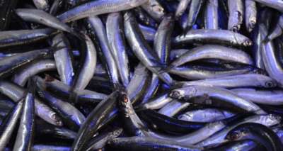 Karadeniz'de balıkçıların yüzünü hamsi güldürdü