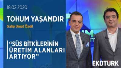 Türkiye'de Kaliteli Peyzaj Projeleri Yapılıyor Mu? | Galip Umut Özdil | Umut Sakarya