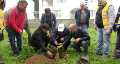 Aydınlı çiftçilere 2 bin 700 incir fidanı