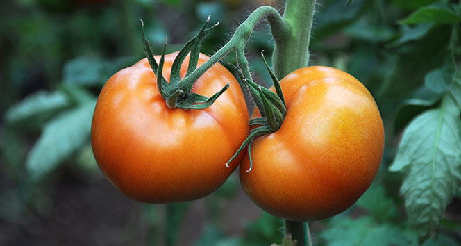 Korona virüs domatesin kilosunu 1 liraya düşürdü