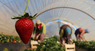 Korona virüs salgını, koruyucu kabuğu olmayan çileği vurdu