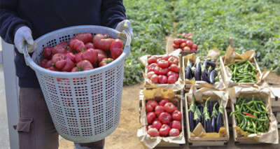 Ata tohumları ürünlerini verdi