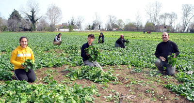 Ispanak tarlada 1 lira