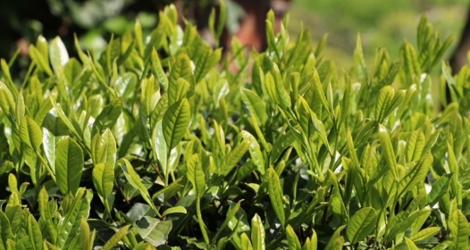 Rize'de çay üreticisi yaklaşan çay hasadı öncesi ne yapacağını şaşırdı