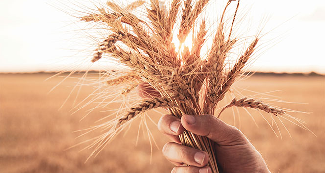 Suudi Arabistan ilk kez Ukrayna’dan buğday ithal edecek