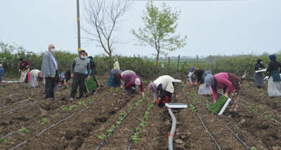 Tarım işçileri korona virüs gölgesinde mesai yapıyor