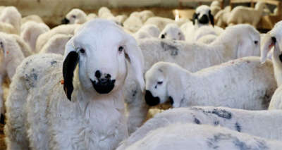 Türkiye’de küçükbaş hayvan sayısı 10 yılda yüzde 130 arttı