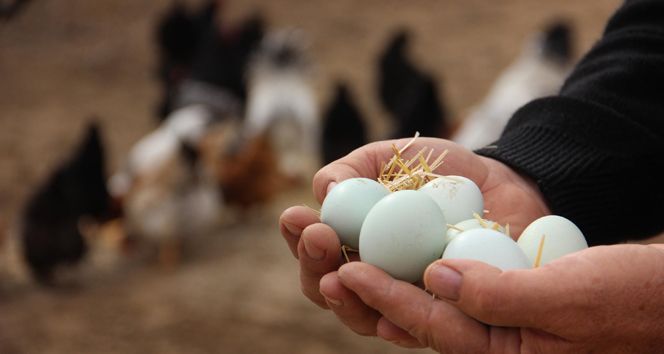 Yumurta üreticisi Kılıç: 'Panik yapmaya gerek yok günde 7 bin koli yumurta üretiliyor'
