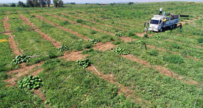 Adana'da karpuzda hasat coşkusu