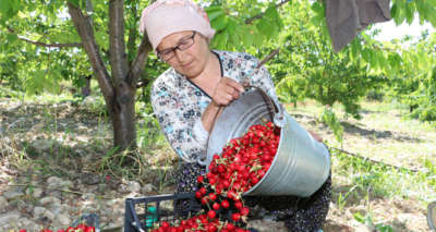 Amasya'da kiraz hasadı başladı